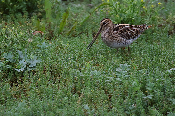 Snipe