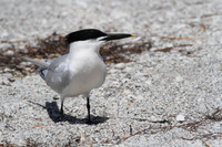 Sandwich Tern