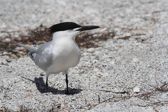 Sandwich Tern