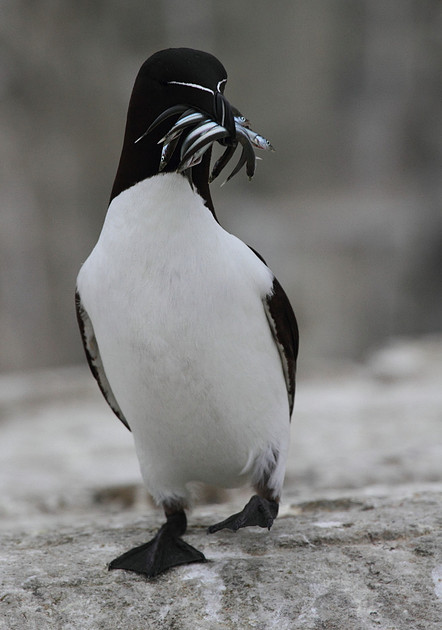 Razorbill with fish