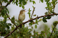 Sedge Warbler