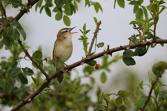 Sedge Warbler