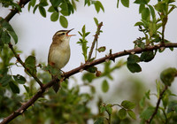 Sedge Warbler