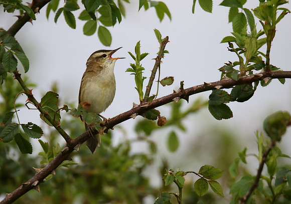 Sedge Warbler