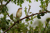 Sedge Warbler