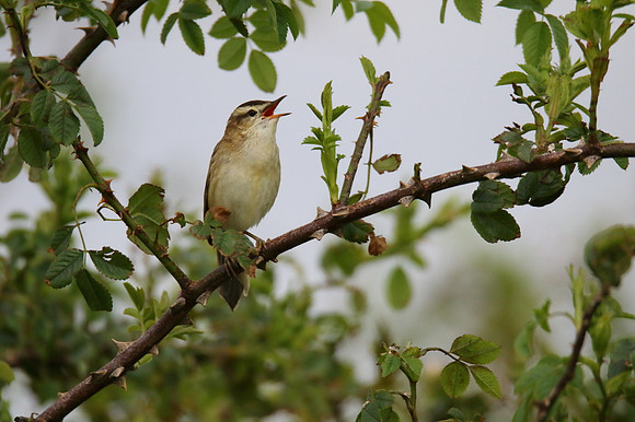 Sedge Warbler