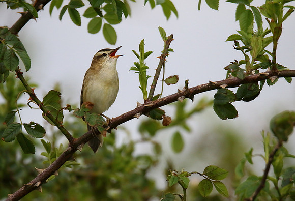 Sedge Warbler