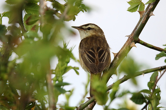 Sedge Warbler
