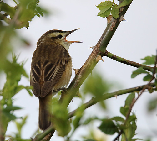 Sedge Warbler