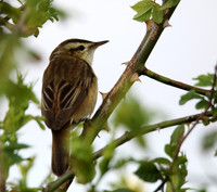Sedge Warbler