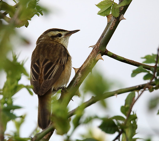 Sedge Warbler