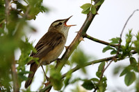 Sedge Warbler