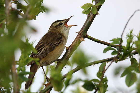 Sedge Warbler