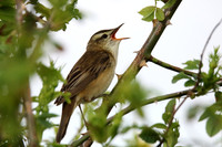 Sedge Warbler
