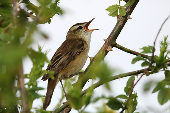 Sedge Warbler