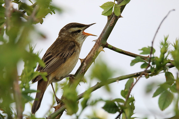 Sedge Warbler