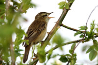 Sedge Warbler