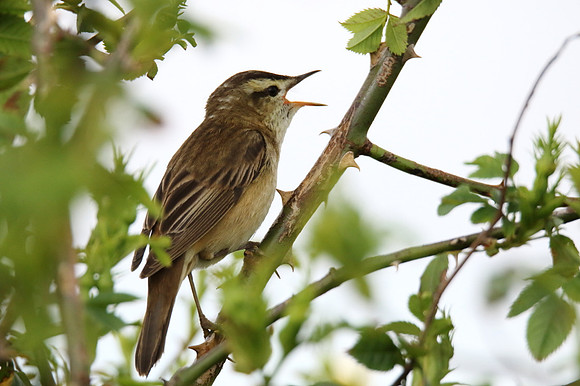 Sedge Warbler