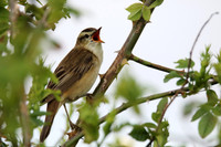 Sedge Warbler