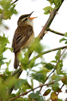 Sedge Warbler