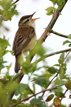Sedge Warbler