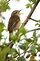 Sedge Warbler