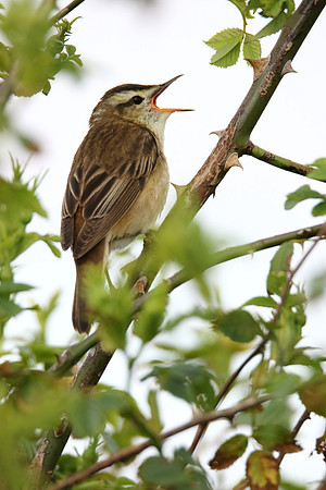 Sedge Warbler