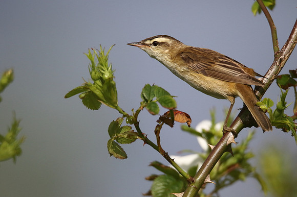 Sedge Warbler