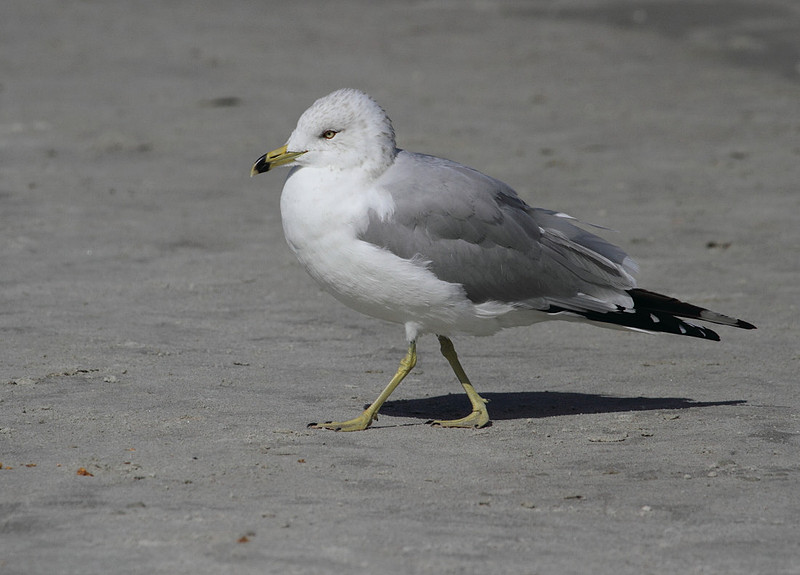 Ring Billed Gull