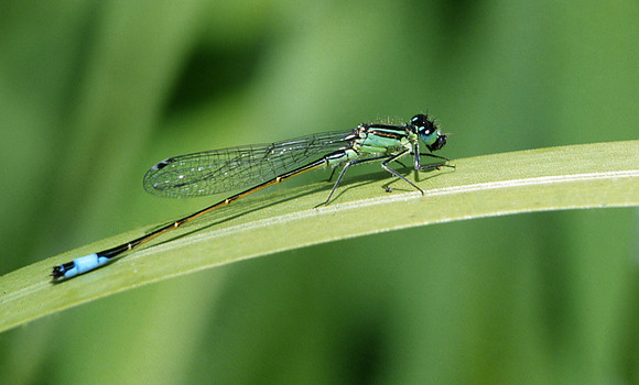 Blue Tailed Damselfly Feeding