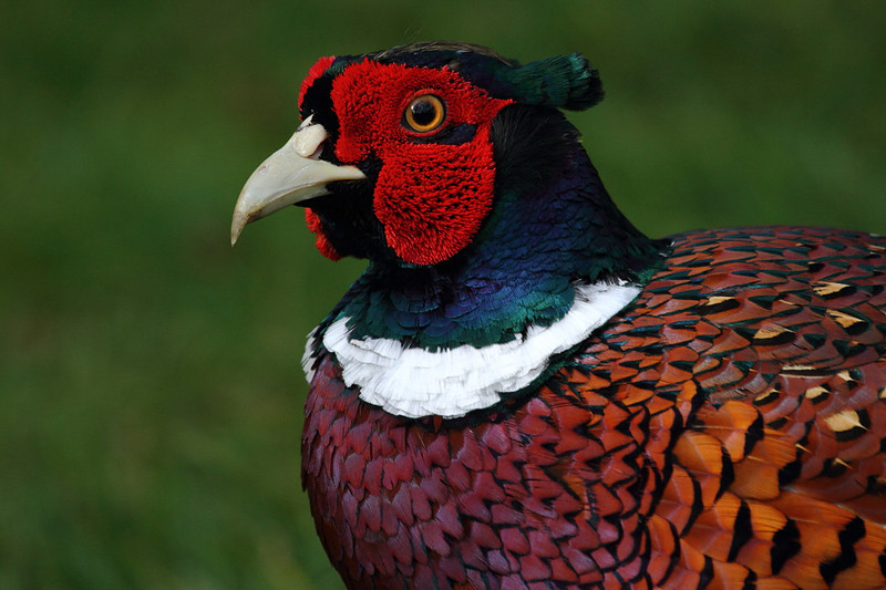 Pheasant