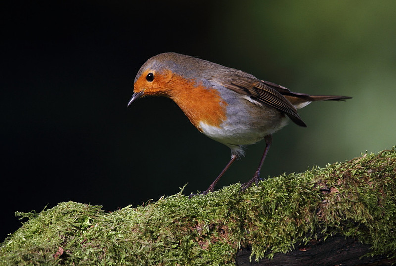 Robin