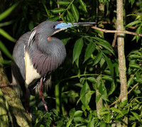 Tri-Colored Heron