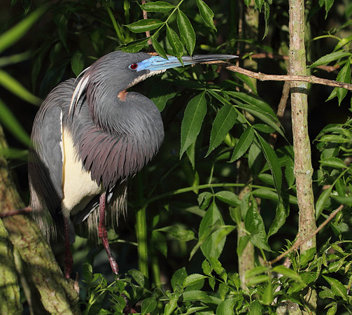 Tri-Colored Heron