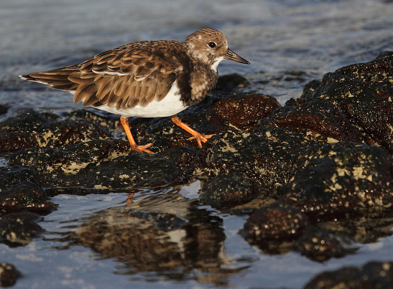 Turnstone