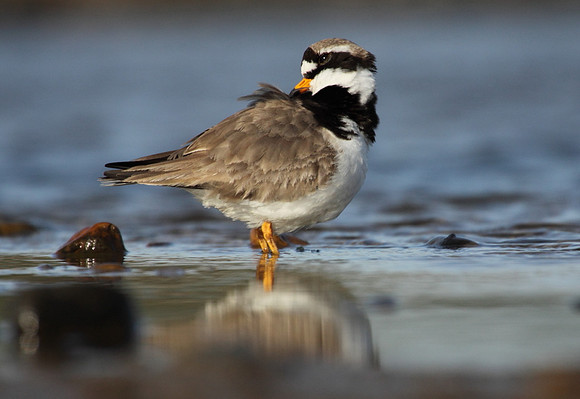 Ringed Plover