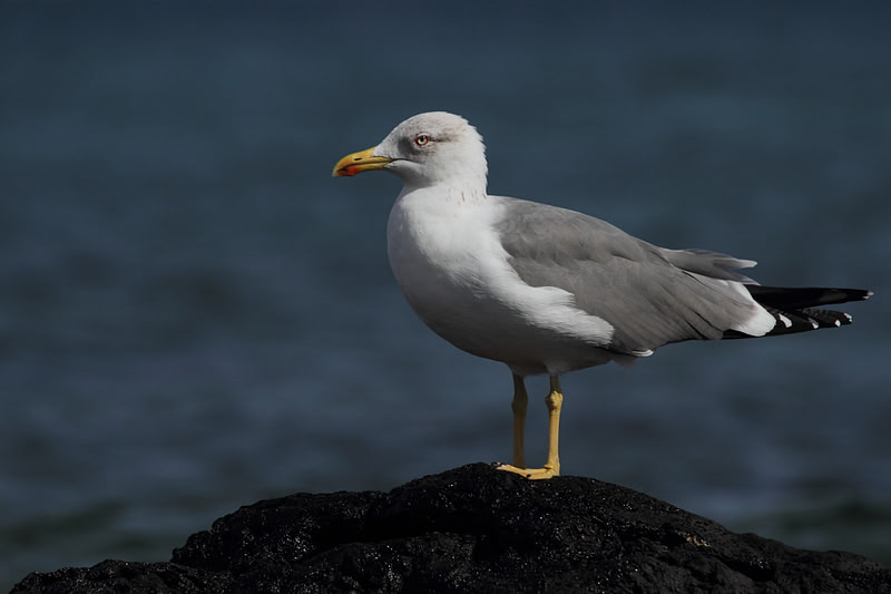 Yellow Legged Gull
