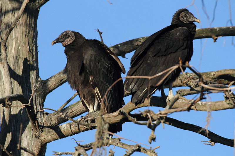 Black Vultures