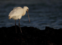 Spoonbill