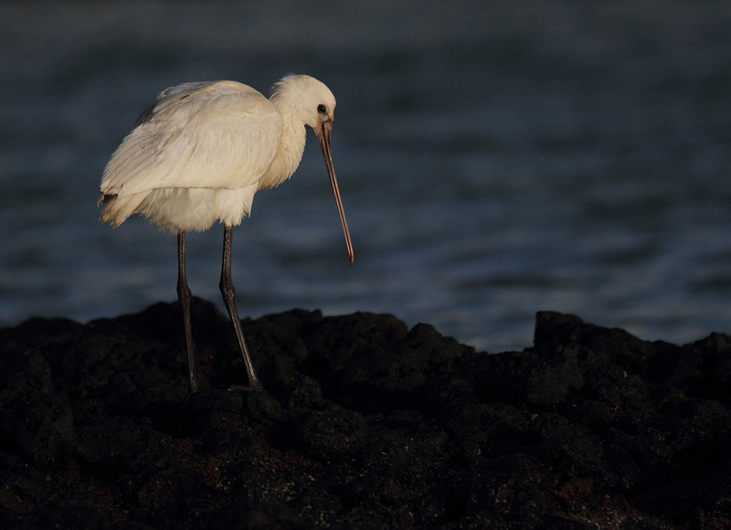 Spoonbill