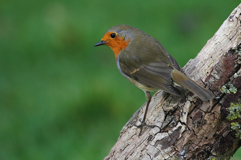 Robin