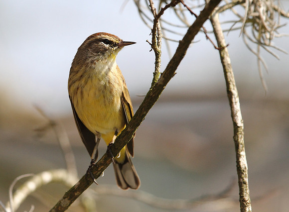 Palm Warbler