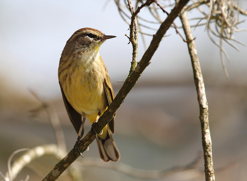 Palm Warbler
