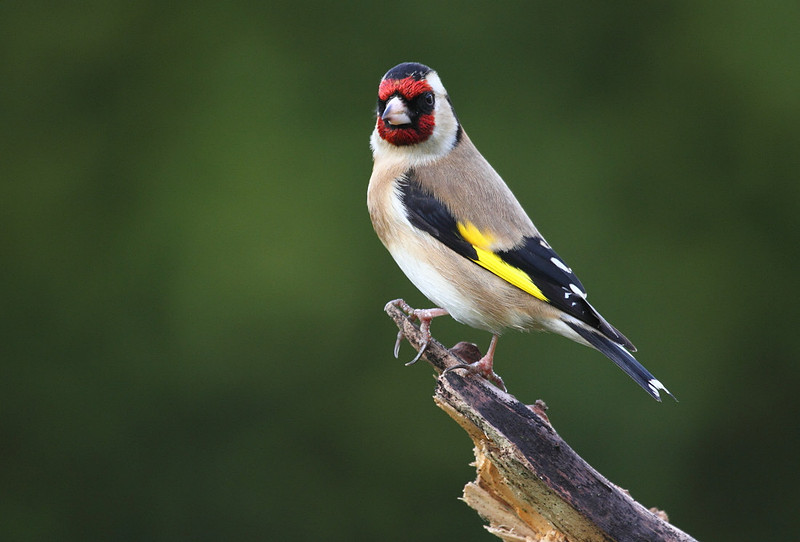 Goldfinch