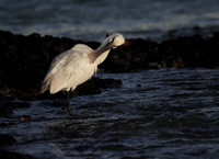 Spoonbill preening