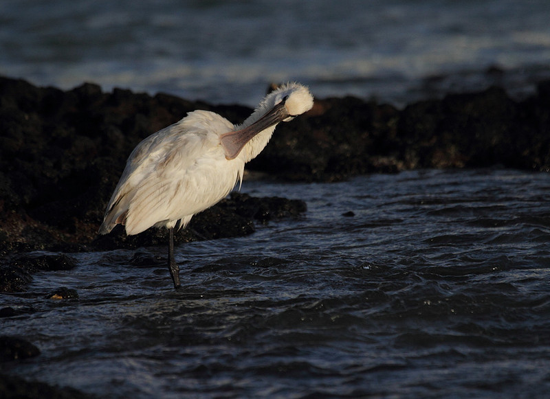 Spoonbill preening