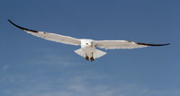 Ring Billed Gull