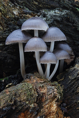 Mycena Inclinata