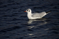 Black Headed  Gull