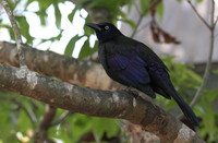 Common Grackle